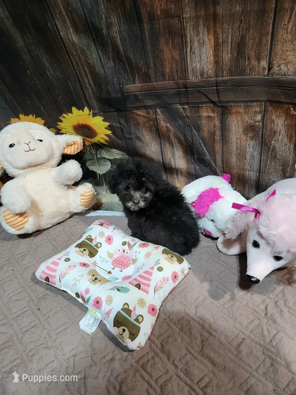 Pebbles girl – Poodle - Toy  puppy on hold in Valley Head, AL