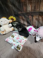 Pebbles girl, a female Poodle - Toy  for sale in Valley Head, AL – 6 of 6