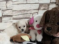 Boy 1 , a male Shih Tzu for sale in Valley Head, AL – 2 of 3