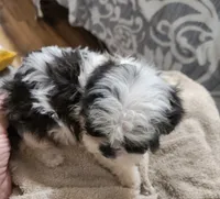 Shih-tzu girl #1, a female Shih Tzu for sale in Valley Head, AL – 3 of 3