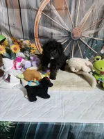 Lily's black, a male Shihpoo for sale in Valley Head, AL – Photo 3 of 3