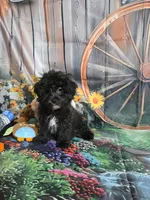 Lily's black, a male Shihpoo for sale in Valley Head, AL – 5 of 6