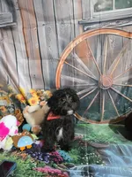 Lily's black, a male Shihpoo for sale in Valley Head, AL – 4 of 6