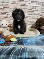 Lily's black, a male Shihpoo for sale in Valley Head, AL – 1 of 6