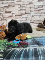 Lily's black, a male Shihpoo for sale in Valley Head, AL – 6 of 6