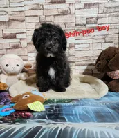 Lily's black, a male Shihpoo for sale in Valley Head, AL – 2 of 6