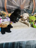 Lily's black, a male Shihpoo for sale in Valley Head, AL – Photo 2 of 3