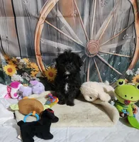 Lily's black, a male Shihpoo for sale in Valley Head, AL – Photo 1 of 3