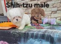 Zoey boy, a male Shih Tzu for sale in Valley Head, AL – 5 of 5