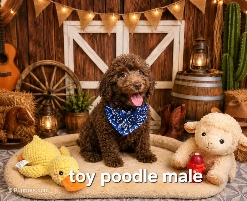 Poodle boy – Poodle - Toy  puppy for sale in Valley Head, AL