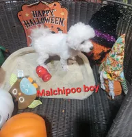 Sweet boy , a male Maltipoo for sale in Valley Head, AL – 4 of 4