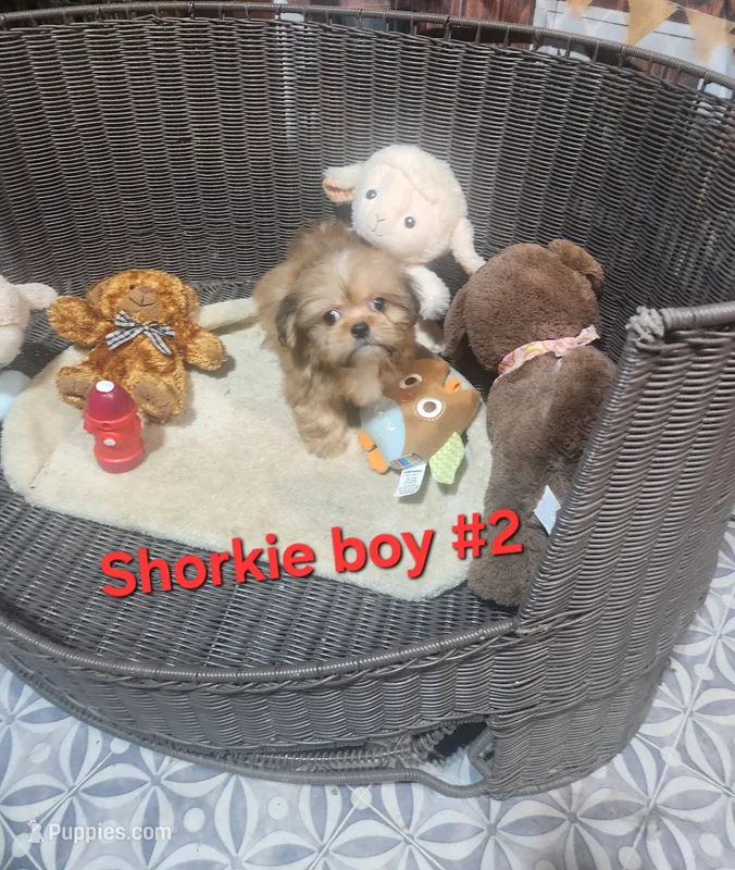 Shorkie boy #2  – Shorkie puppy for sale in Valley Head, AL