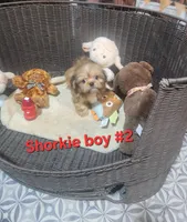 Shorkie boy #2 , a male Shorkie for sale in Valley Head, AL – 1 of 4