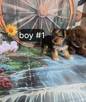 Nala boy #1, a male Yorkshire Terrier for sale in Valley Head, AL – Photo 3 of 3