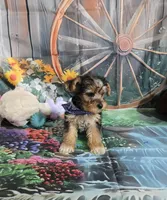 Nala boy #1, a male Yorkshire Terrier for sale in Valley Head, AL – Photo 1 of 3