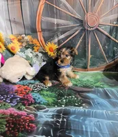 Nala boy #1, a male Yorkshire Terrier for sale in Valley Head, AL – Photo 2 of 3