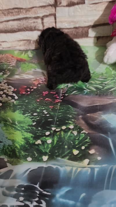 Pebbles pup, a female Poodle - Toy  for sale in Valley Head, AL – 3 of 3