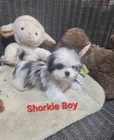 Boy shorkie #1, a male Shorkie for sale in Valley Head, AL – 4 of 4