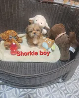 Shorkie boy #2 , a male Shorkie for sale in Valley Head, AL – 4 of 4