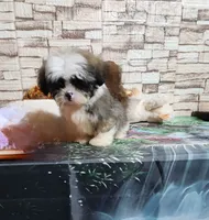 Malti-zu boy, a male Maltese for sale in Valley Head, AL – 3 of 5