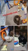 Poodle boy, a male Poodle - Toy  for sale in Valley Head, AL – 2 of 3