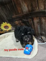 Pebbles boy #2, a male Poodle - Toy  for sale in Valley Head, AL – 2 of 4