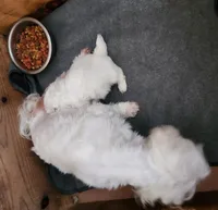 Biscuit , a male Maltese for sale in Valley Head, AL – 3 of 3