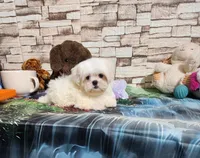 Zoey boy, a male Shih Tzu for sale in Valley Head, AL – 2 of 5