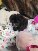 Pebbles girl, a female Poodle - Toy  for sale in Valley Head, AL – 2 of 6