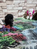 Pebbles pup, a female Poodle - Toy  for sale in Valley Head, AL – 2 of 3