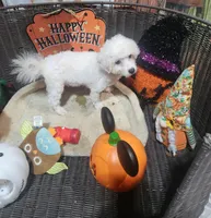 Sweet boy , a male Maltipoo for sale in Valley Head, AL – 2 of 4