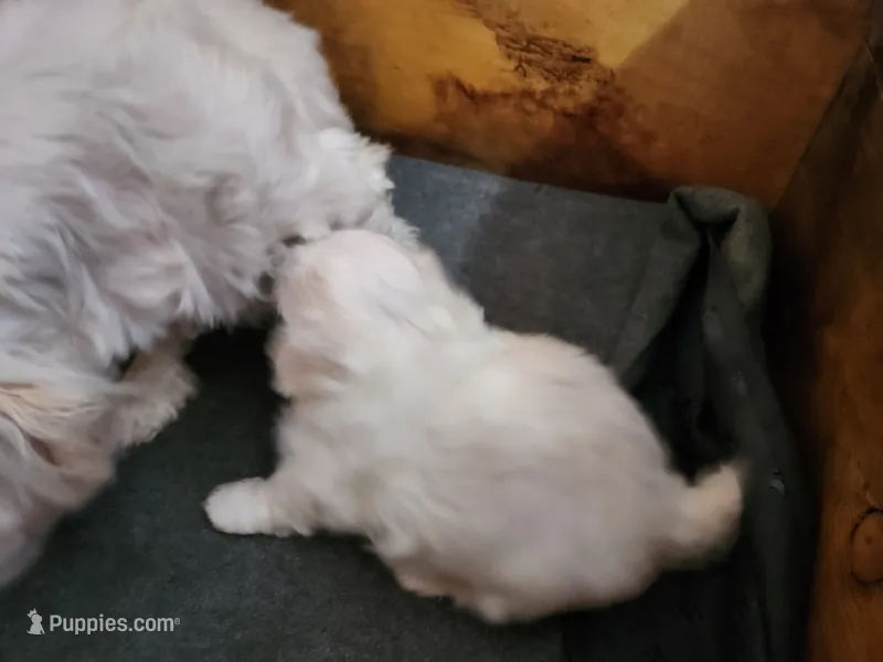 Biscuit  – Maltese puppy for sale in Valley Head, AL