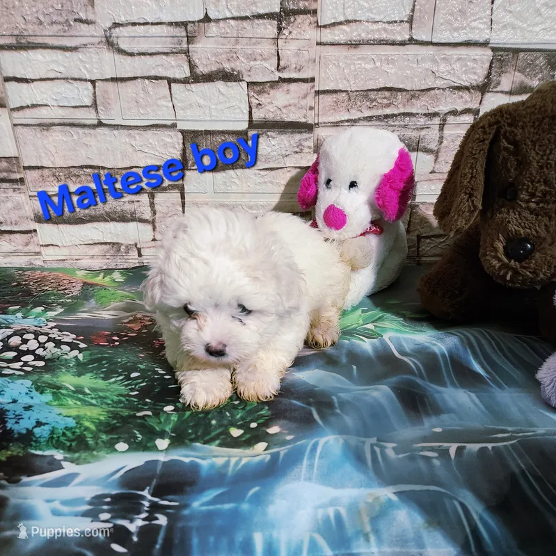 Biscuit  – Maltese puppy for sale in Valley Head, AL