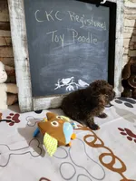 Poodle boy, a male Poodle - Toy  for sale in Valley Head, AL – 2 of 3