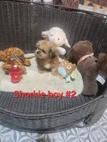 Shorkie boy #2 , a male Shorkie for sale in Valley Head, AL – 3 of 4