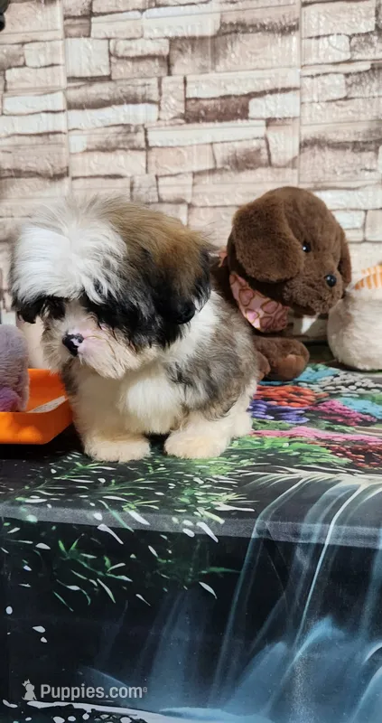 Malti-zu boy – Maltese puppy for sale in Valley Head, AL