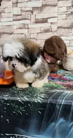 Malti-zu boy, a male Maltese for sale in Valley Head, AL – 1 of 5