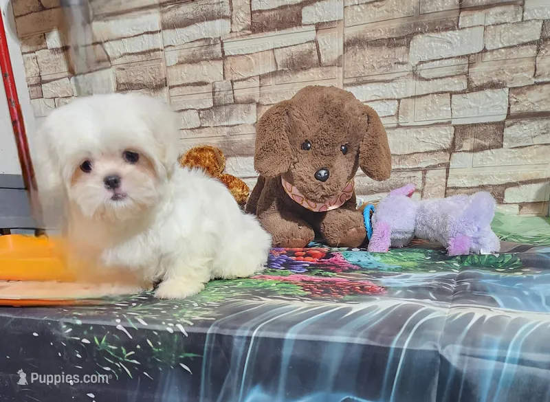 Zoey boy – Shih Tzu puppy for sale in Valley Head, AL