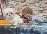 Zoey boy, a male Shih Tzu for sale in Valley Head, AL – 1 of 5