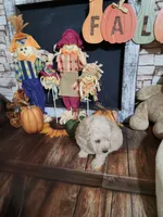 Blonde boy, a male Poodle - Toy  for sale in Valley Head, AL – Photo 3 of 3