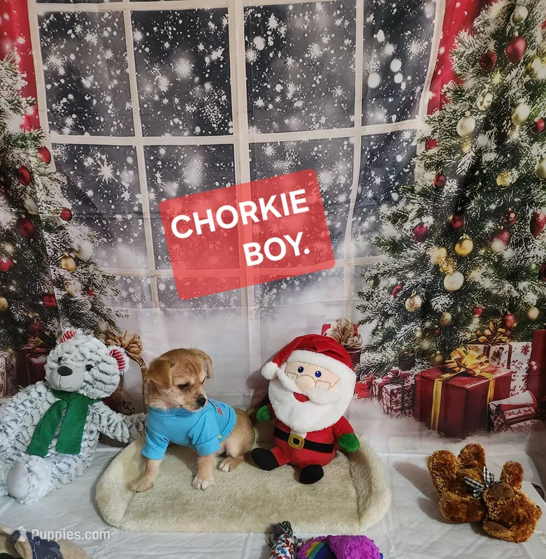 Chorkie