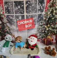 Chorkie, a male Chorkie for sale in Valley Head, AL – Photo 1 of 3
