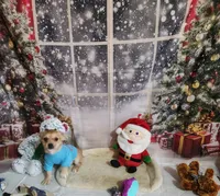 Chorkie, a male Chorkie for sale in Valley Head, AL – Photo 3 of 3