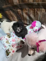 Pebbles girl, a female Poodle - Toy  for sale in Valley Head, AL – 4 of 6