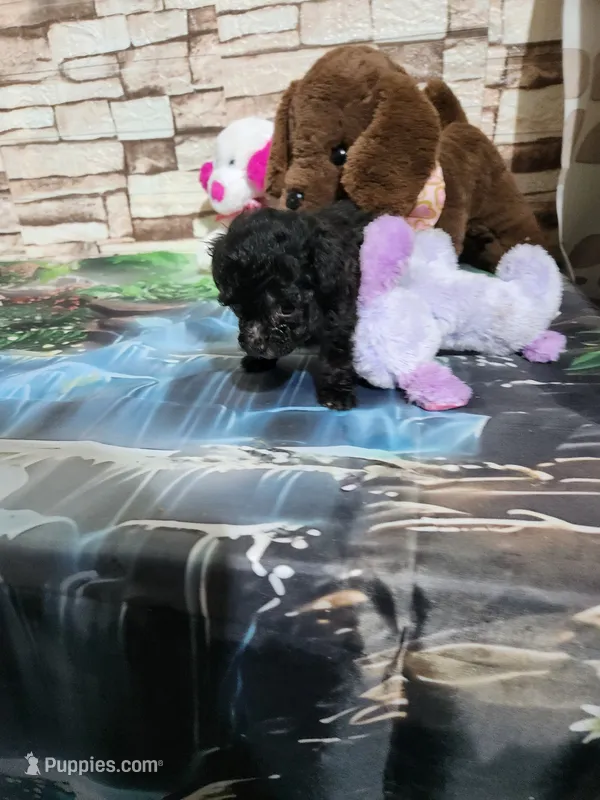 Pebbles pup – Poodle - Toy  puppy for sale in Valley Head, AL