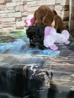 Pebbles pup, a female Poodle - Toy  for sale in Valley Head, AL – 1 of 3