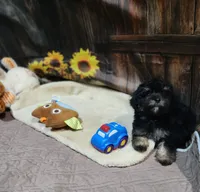 Pebbles boy #2, a male Poodle - Toy  for sale in Valley Head, AL – 1 of 4