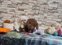 Zoey boy, a male Shih Tzu for sale in Valley Head, AL – 3 of 5