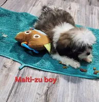 Malti-zu boy, a male Maltese for sale in Valley Head, AL – 2 of 5
