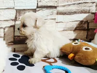 Boy 1 , a male Shih Tzu for sale in Valley Head, AL – 3 of 3